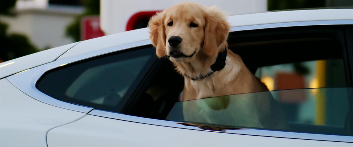 Chien dans un taxi