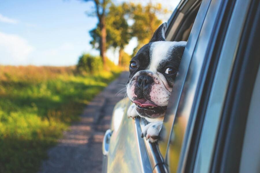 Un chien dans taxi
