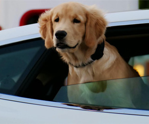 Chien dans un taxi